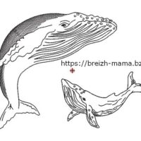 Motif broderie baleine à bosse redwork