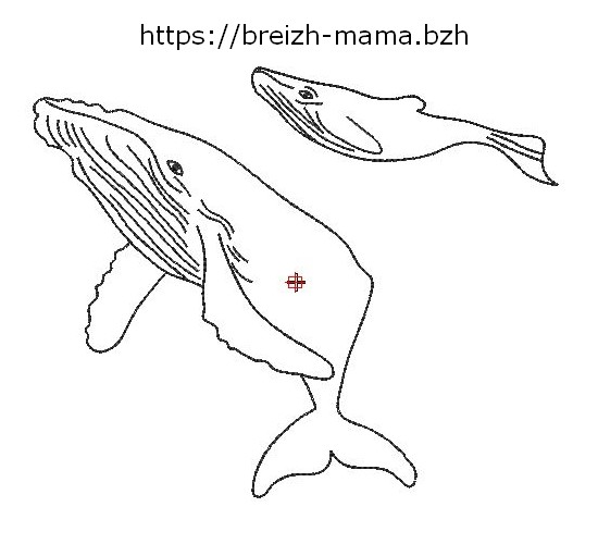 Motif broderie baleine à bosse redwork